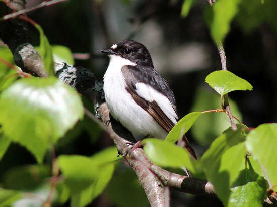 Balina Nera - Ficedula Hypoleuca